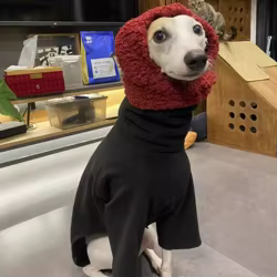 Chaqueta negra cálida de 2 patas para perros - galgo italiano
