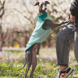 Chaleco deportivo para galgos y Whippets – Verde y blanco