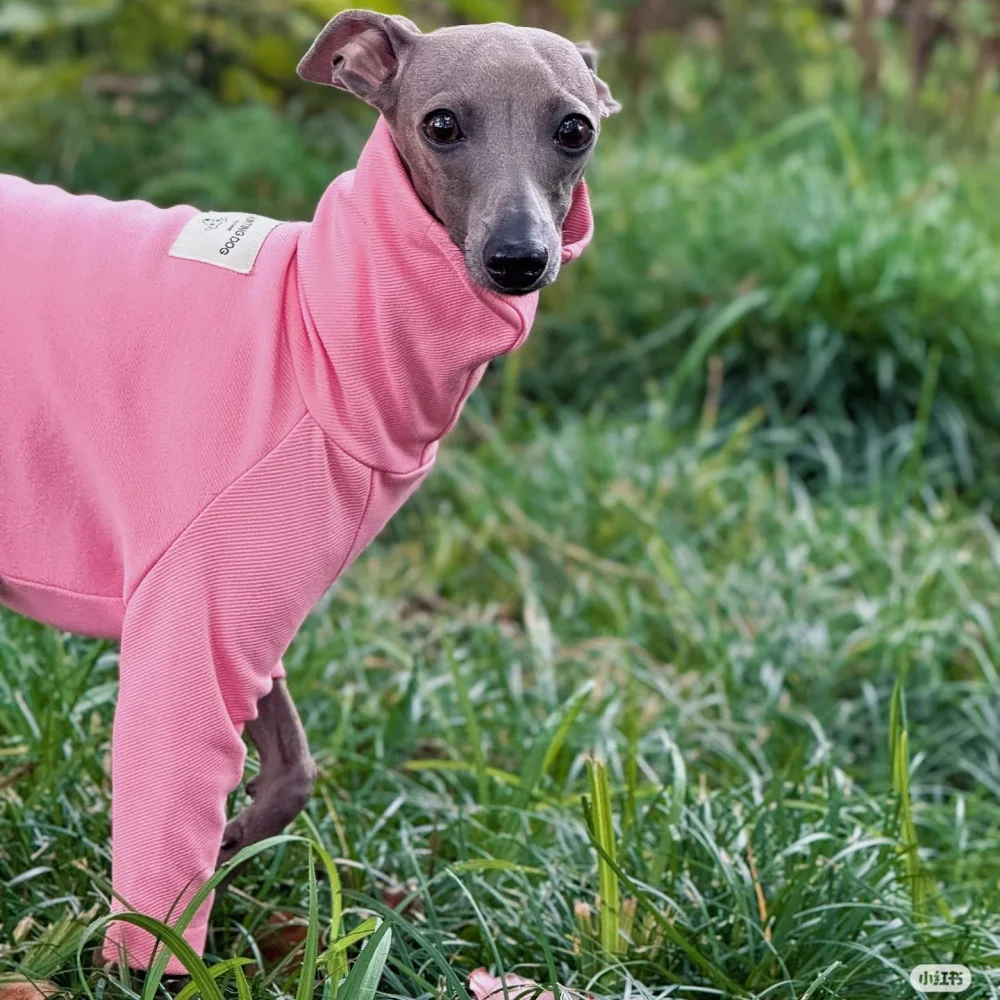 Camiseta de primavera estilo Janpanese para Italia Greyhound Soft Long Sleeves Spring Coat para ropa de whippet Verano Sweet Loungewear - imagen 3