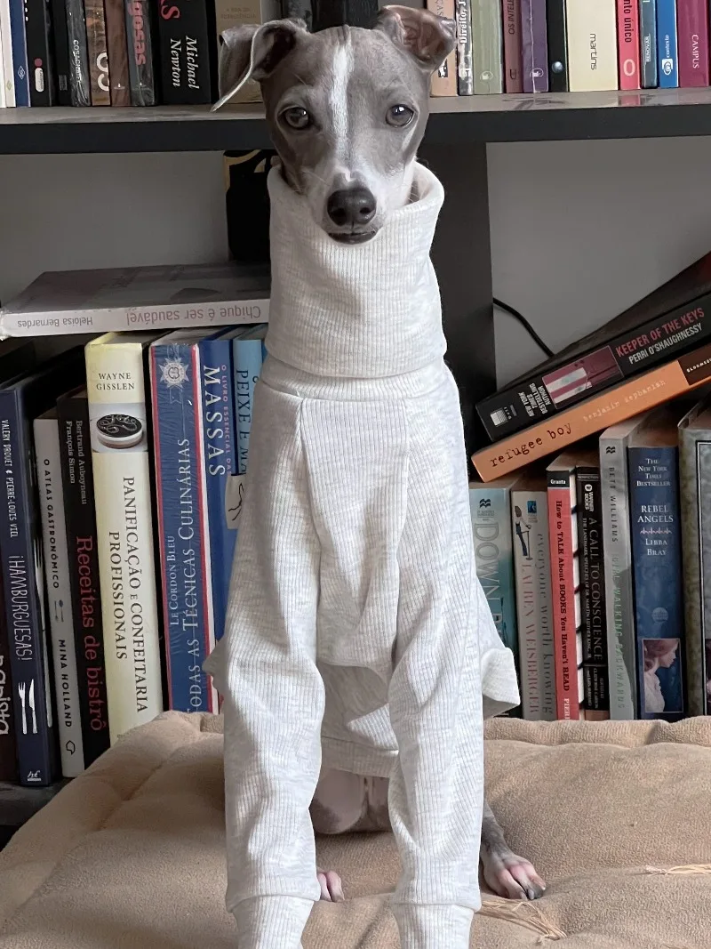 Perro con cuello alto en entorno doméstico