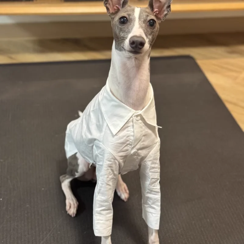 Ropa de perro Otoño Retro Estilo Británico Camisa Blanca Traje Gris Chaleco para Whippet Bellington Primavera Blusa de Algodón para Galgo - imagen 3