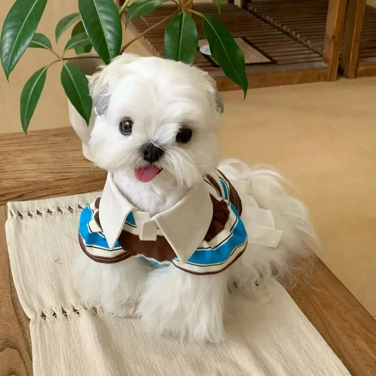 Jersey con capucha a rayas para perros pequeños Schnauzer – Otoño Invierno - imagen 4