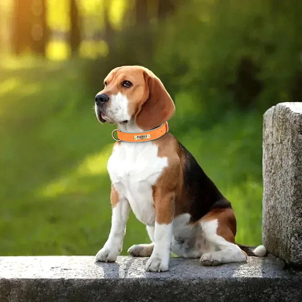 Collar de perro acolchado de cuero PU personalizado, placa de identificación personalizada, Collar para mascotas para perros pequeños y medianos, accesorios de collares duraderos - imagen 5