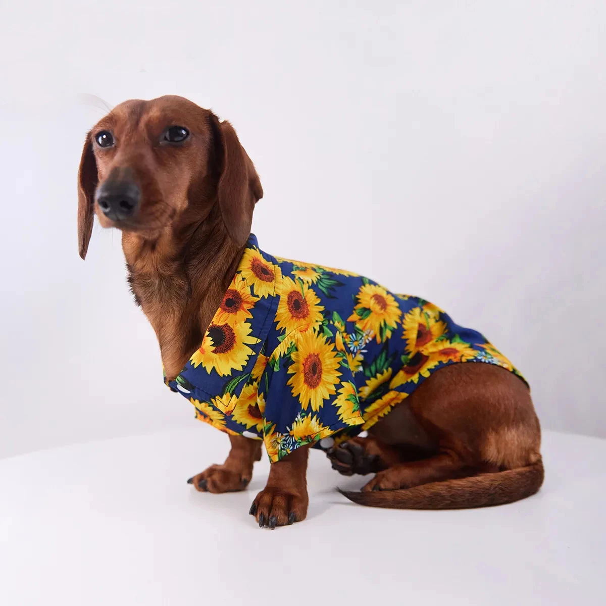 Camiseta de algodón con botones para Dachshund – Estampado girasoles verano
