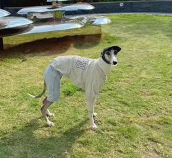 Camiseta de primavera para perro galgo italiano: abrigo suave y cómodo