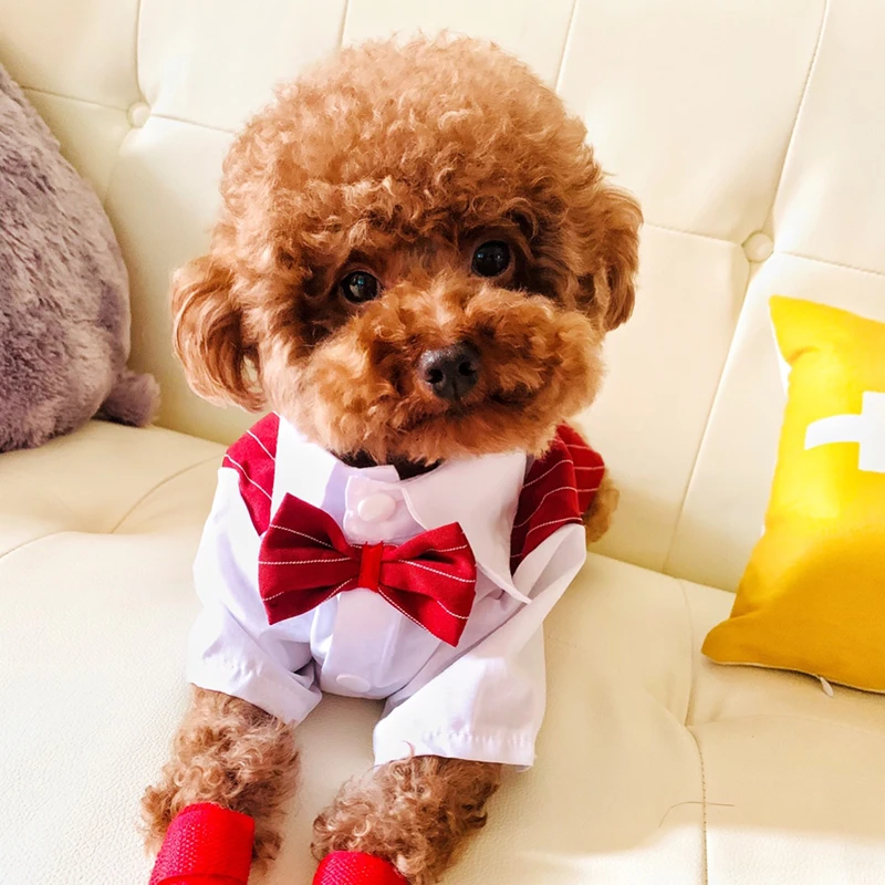 Perro elegante interactuando en evento