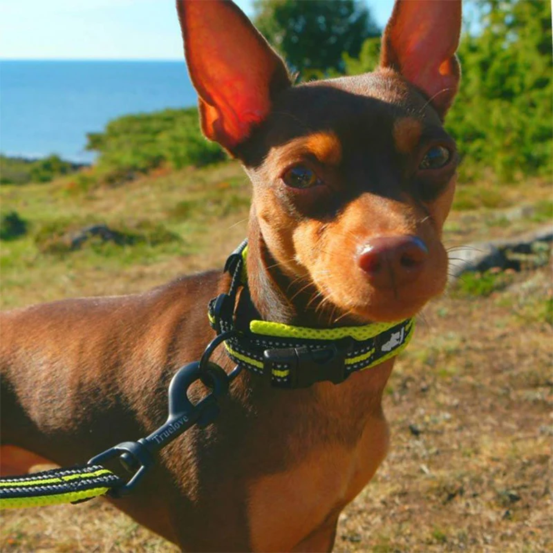 Winhyepet-Collar cómodo acolchado con hebilla para perro, accesorio táctico para caminar y viajar, 11 colores, talla XXS-XXXL - imagen 2