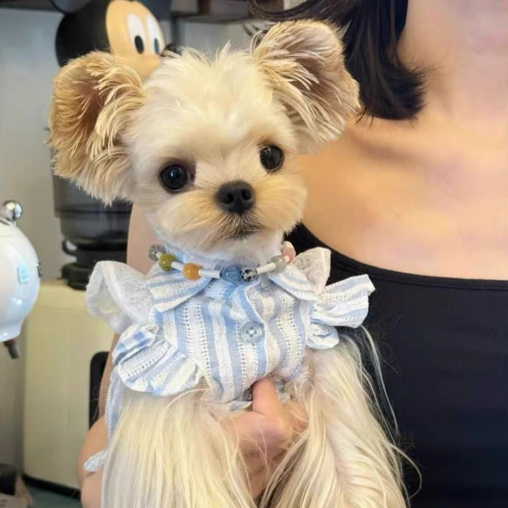 Vestido princesa de burbuja para perros mini y cachorros - imagen 5