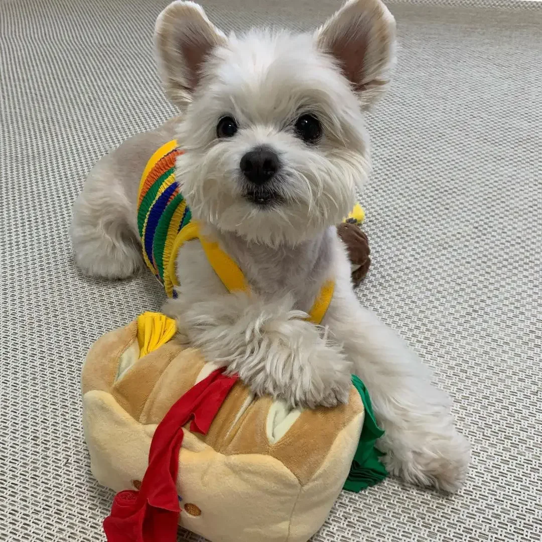 Ins juguete de comida tibetana para perros, juguete interactivo de felpa, rompecabezas de ejercicio, sentido del olor, juguetes para masticar perros - imagen 5