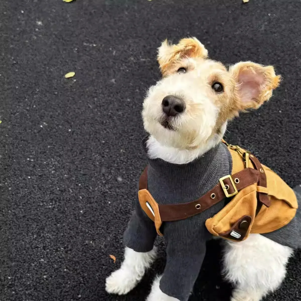 Conjunto arnés y pantalones perro mini caballero británico con bolso - imagen 5