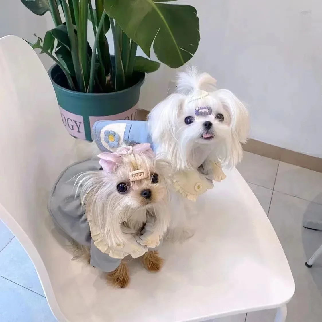 Abrigo de algodón para perro Ins, abrigo para pareja, falda de otoño/invierno para mascotas, chaqueta maltesa para perros pequeños y medianos, ropa para cachorros - imagen 4