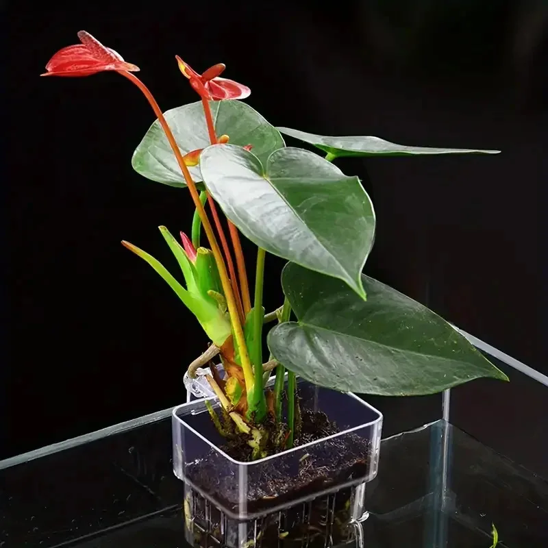 Taza de plantación hidropónica para el hogar, taza de plantación de césped y agua montada en la pared, decoración de paisaje de pecera transparente alta, 1 ud. - imagen 5