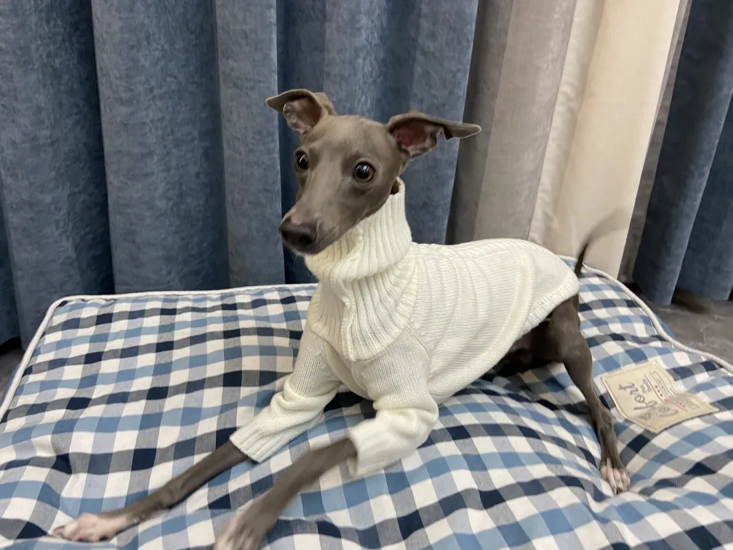 Whippet-suéter de cuello alto blanco, suave, espíritu italiano, de punto, cálido, pequeño y mediano, para invierno - imagen 3