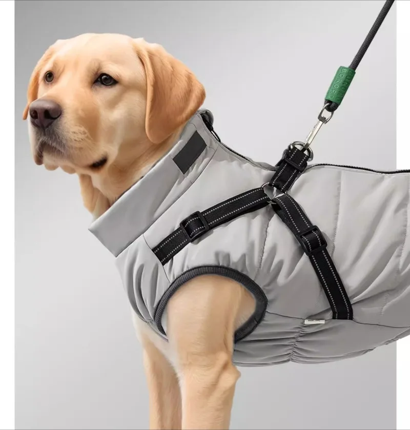 Perro cómodo con abrigo