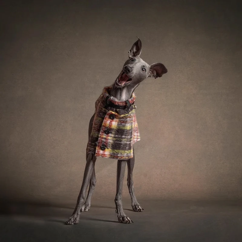 Abrigo elegante de estilo británico con cintura ajustable para galgo italiano, capa cálida de lujo a prueba de viento para perro Whippet - imagen 2