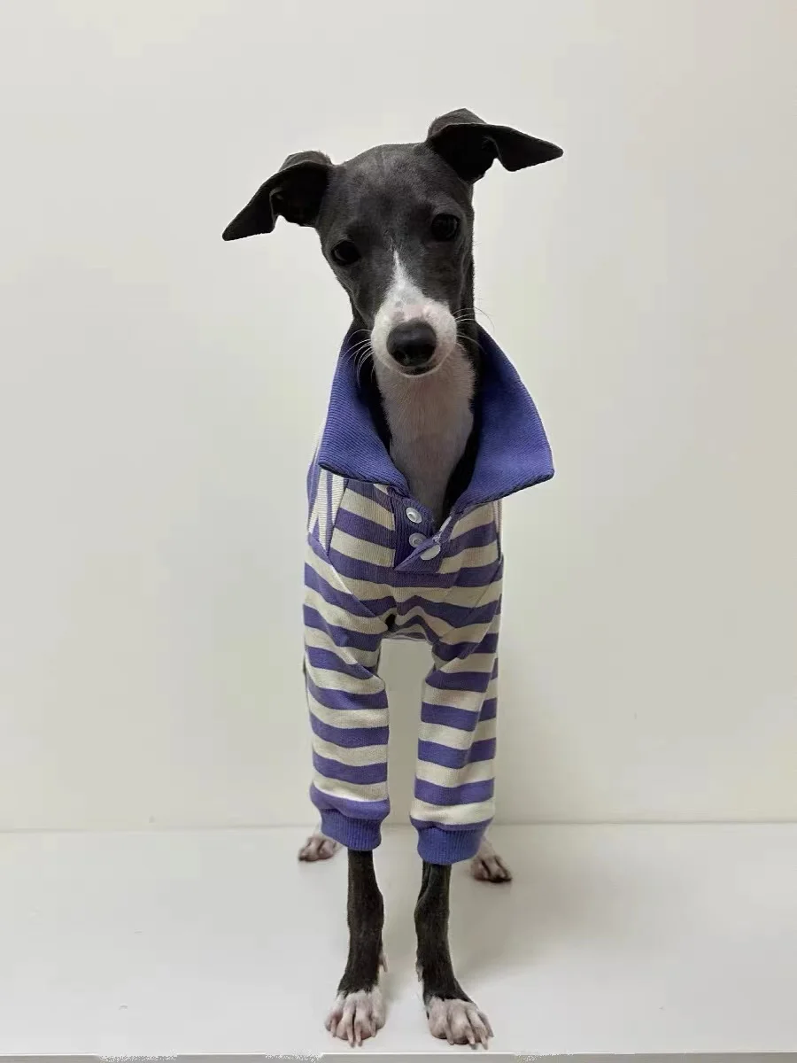 Camisa POLO de algodón puro para perro, ropa elástica de galgo italiano Whippet Bellington, rayas moradas, Otoño e Invierno - imagen 5