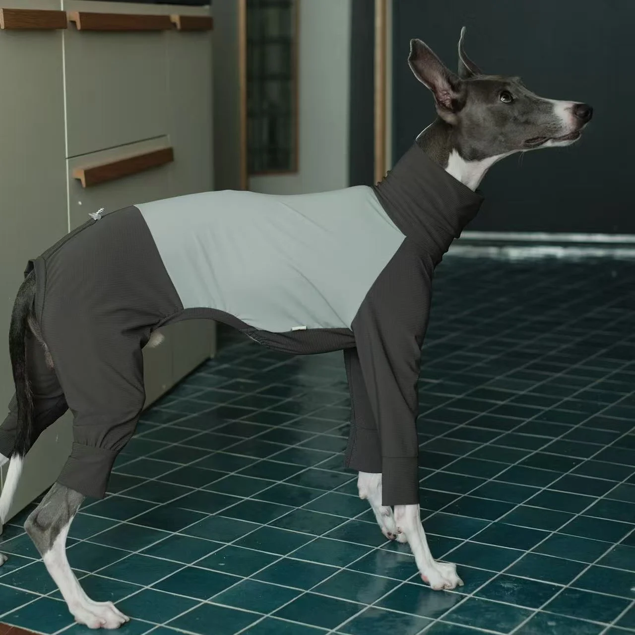 Mono verano transpirable para Galgo Italiano – Secado rápido y resistente a insectos - imagen 3