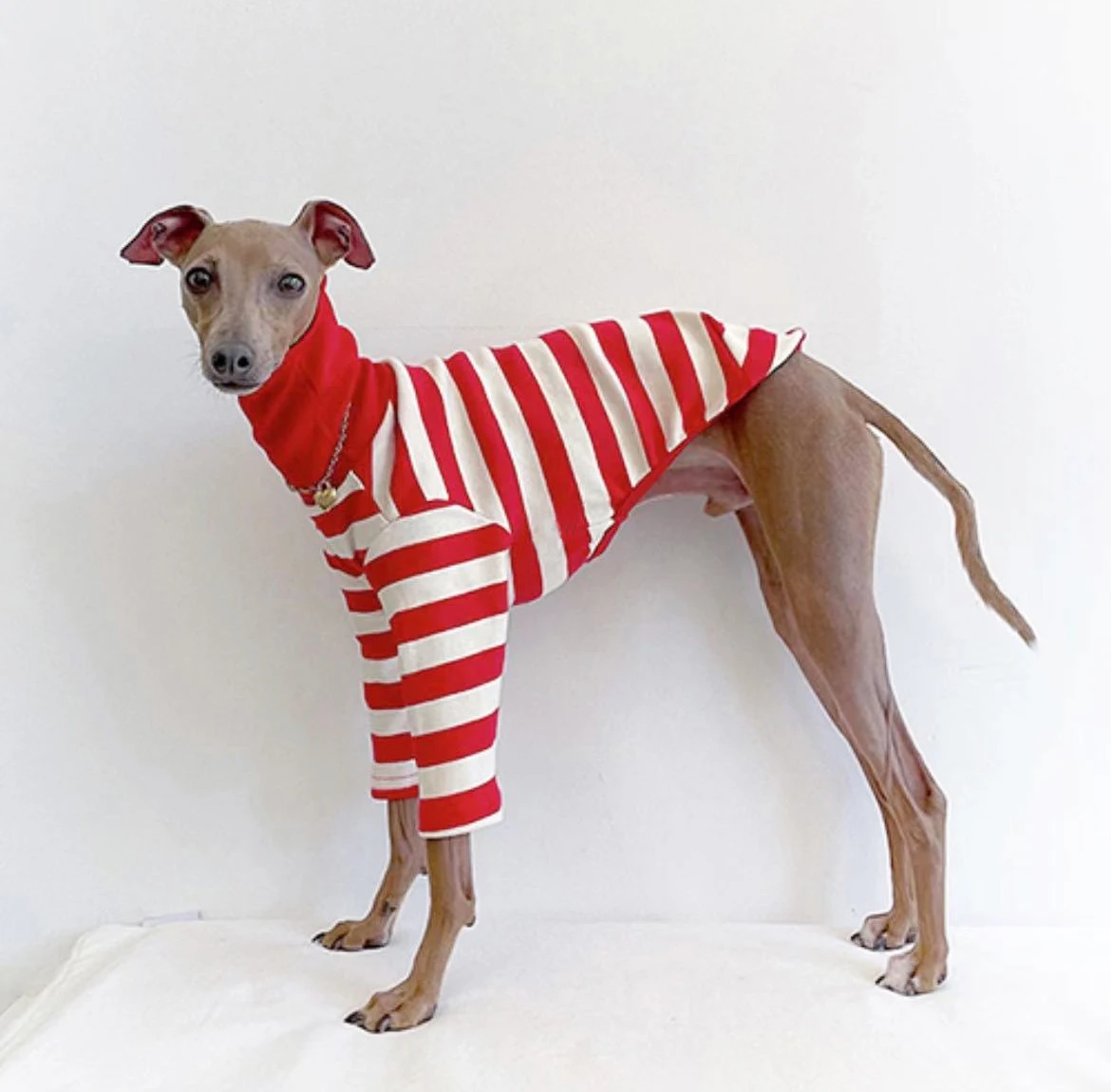 Ropa bonita de cuello alto con bloques de colores para galgo italiano, ropa elástica de algodón para cachorros, ropa mediana para perros Whippet/Bellington