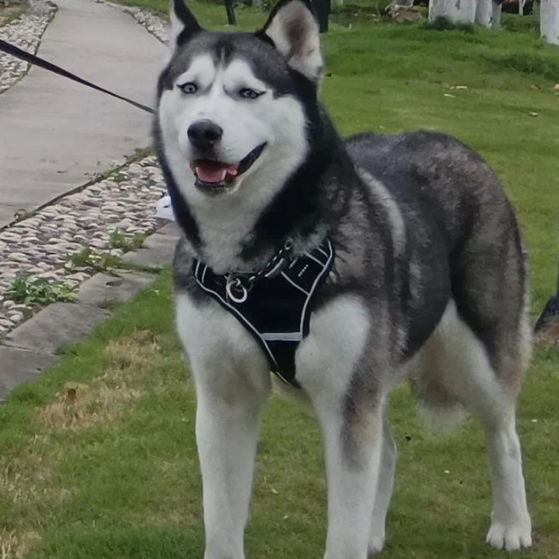 Juego de arnés y correa Oxford para perros grandes, chaleco reflectante ajustable para mascotas, arneses para perros medianos y grandes, Golden Retriever Husky Dogo - imagen 4