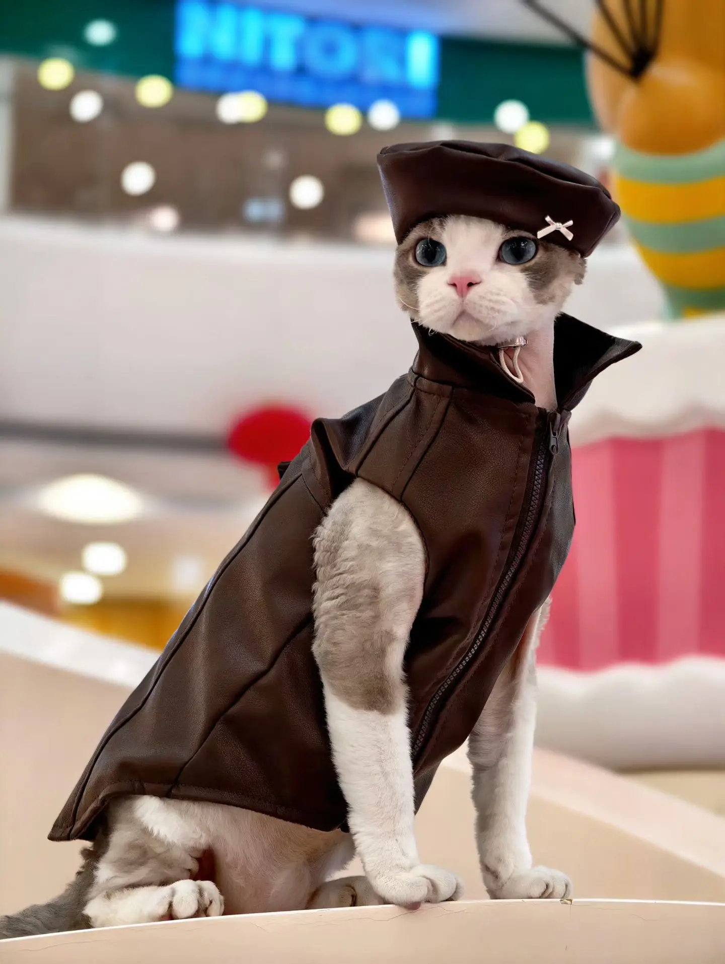 Vista trasera de la chaqueta streetwear para gatos