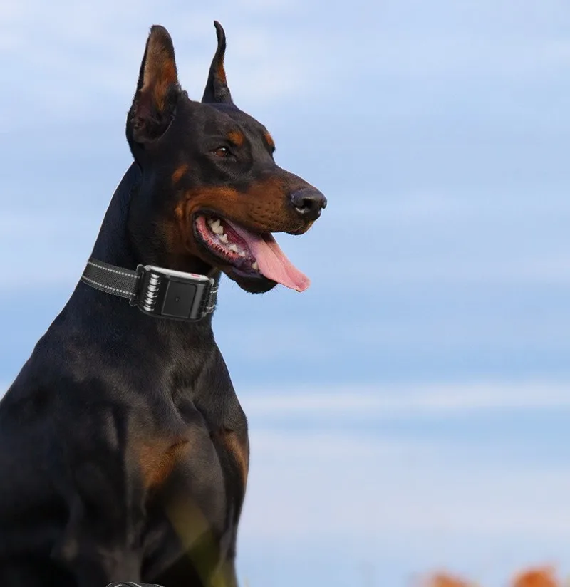 Collar de adiestramiento electrónico 2 en 1 para perros