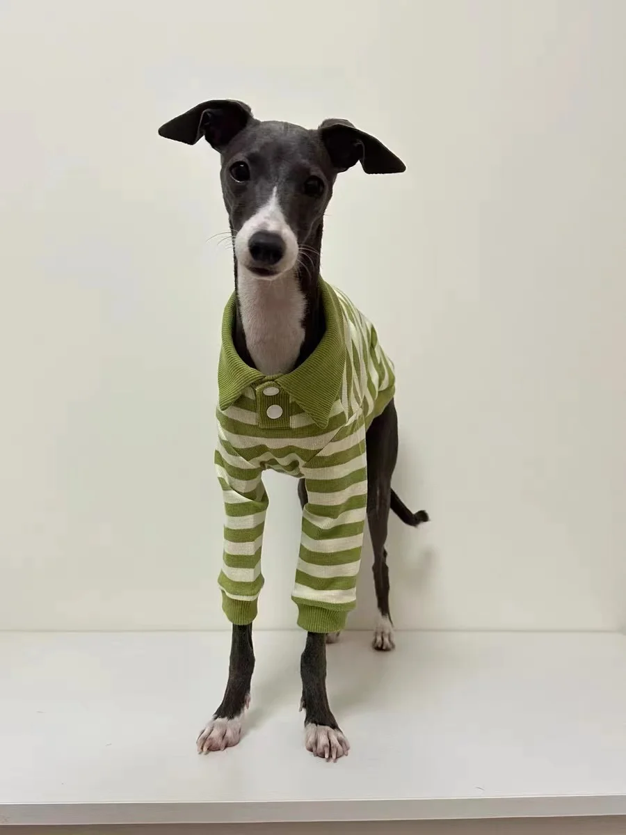 Camisa POLO de algodón puro para perros, ropa elástica para perros galgo italiano Whippet Bellington, rayas verdes, otoño e invierno - imagen 5