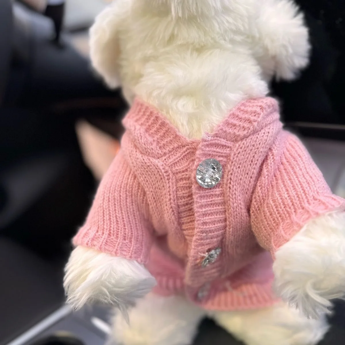 Suéter con capucha de otoño/invierno para mascotas, Teddy Schnauzer para gatos, abrigo de otoño/invierno, ropa para perros pequeños, ropa para cachorros