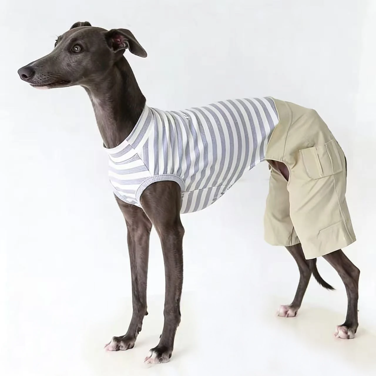 Mono de rayas algodón para Whippet y Galgo Italiano – Ropa primavera - imagen 4