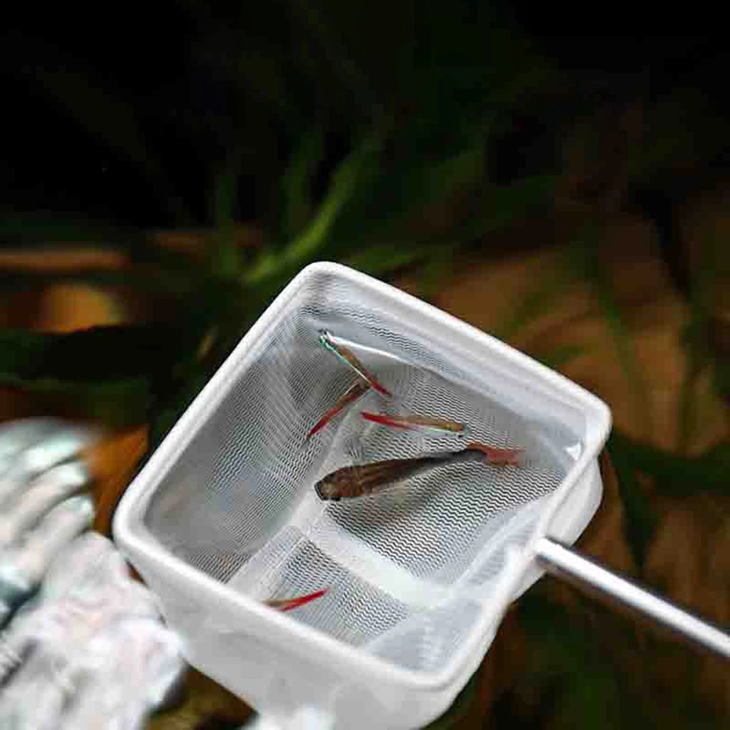 Red de pesca cuadrada para acuario con ventosa, equipo de pesca extensible con mango largo para atrapar peces, camarones, suministros limpios