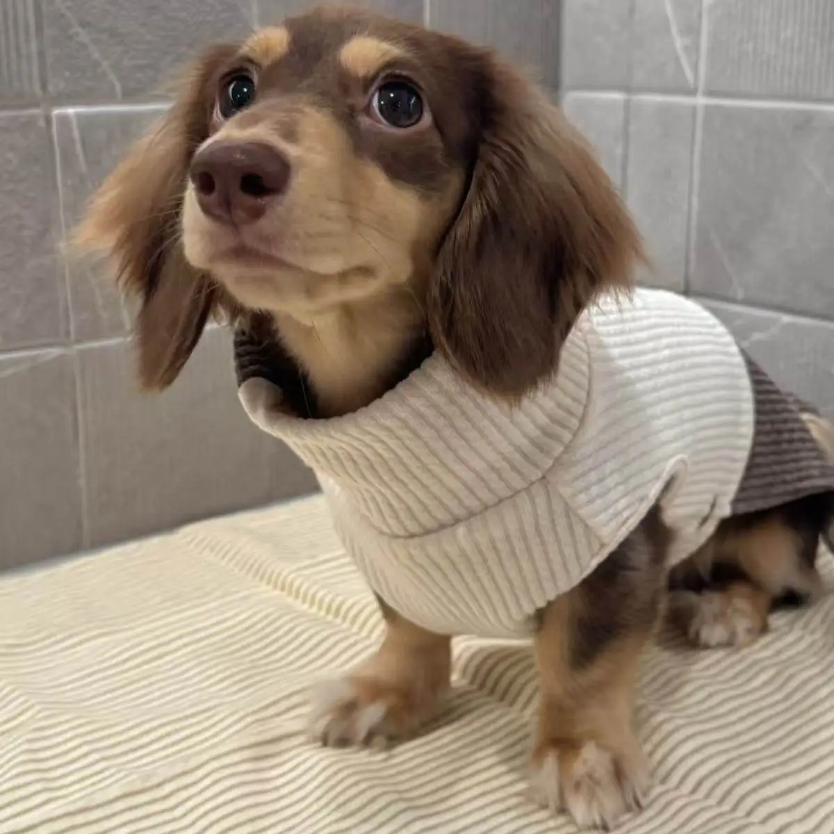 Suéter cuello alto para perro salchicha - Jersey cálido para perro pequeño - imagen 3