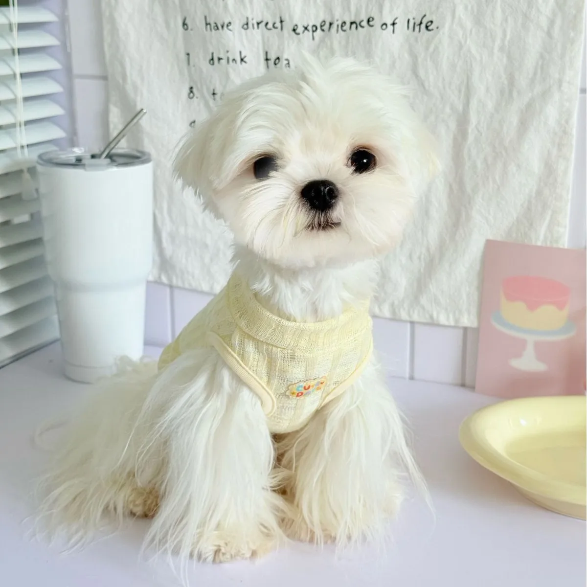 Camisola fina de color caramelo para primavera y verano para mascotas, chaleco fresco con oso de peluche, vestido para gatos y mascotas, ropa para cachorros, chaleco refrescante para perros - imagen 5