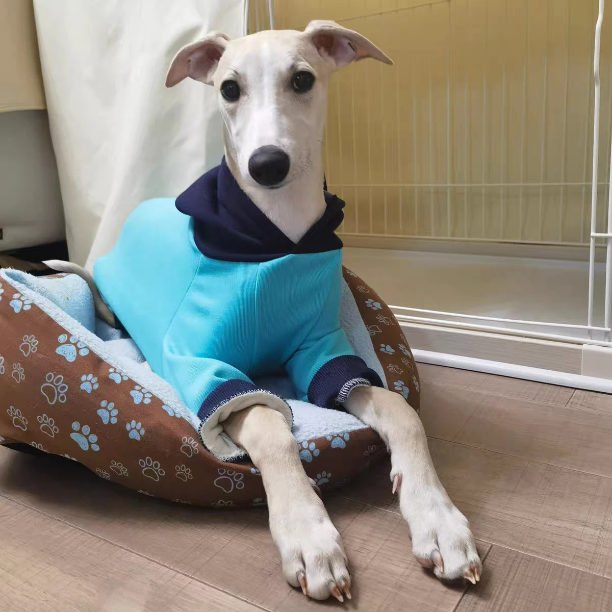 Sudadera azul para perro Huibit, abrigo cálido de terciopelo con capucha para invierno, pijamas de moda Bedlington Little Greyhound en prendas de vestir de otoño - imagen 5