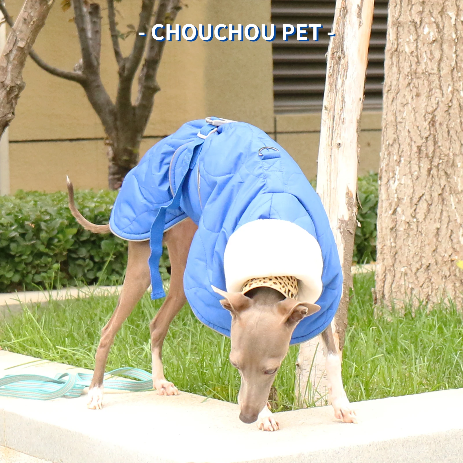 Whippet Greyhound Iggy Sighthound Abrigo de invierno engrosado Abrigo para perros pequeños, medianos y grandes - imagen 2