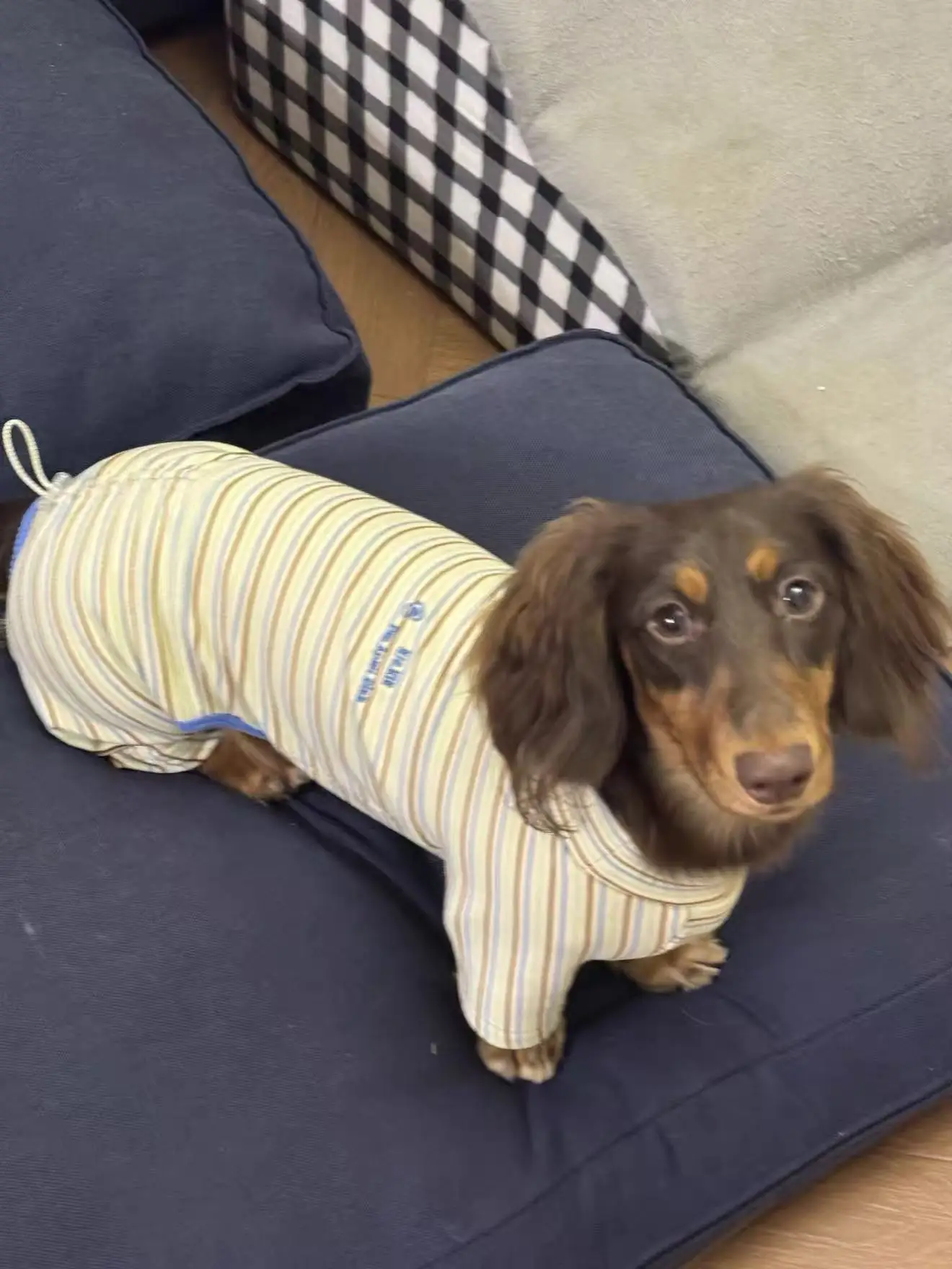 Perro salchicha usando la camiseta de manga larga