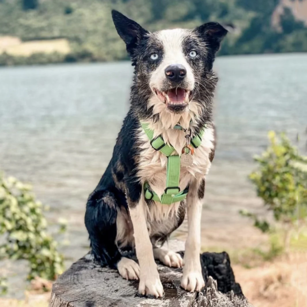 Arnés personalizado de pana verde para perros, Collar y correa de diseñador para perros pequeños y grandes, regalo suave y ajustable para cachorros