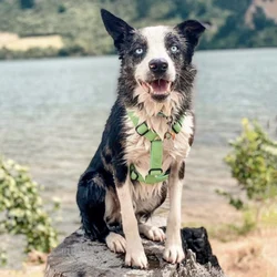 Arnés personalizado de pana verde para perros - ajustable