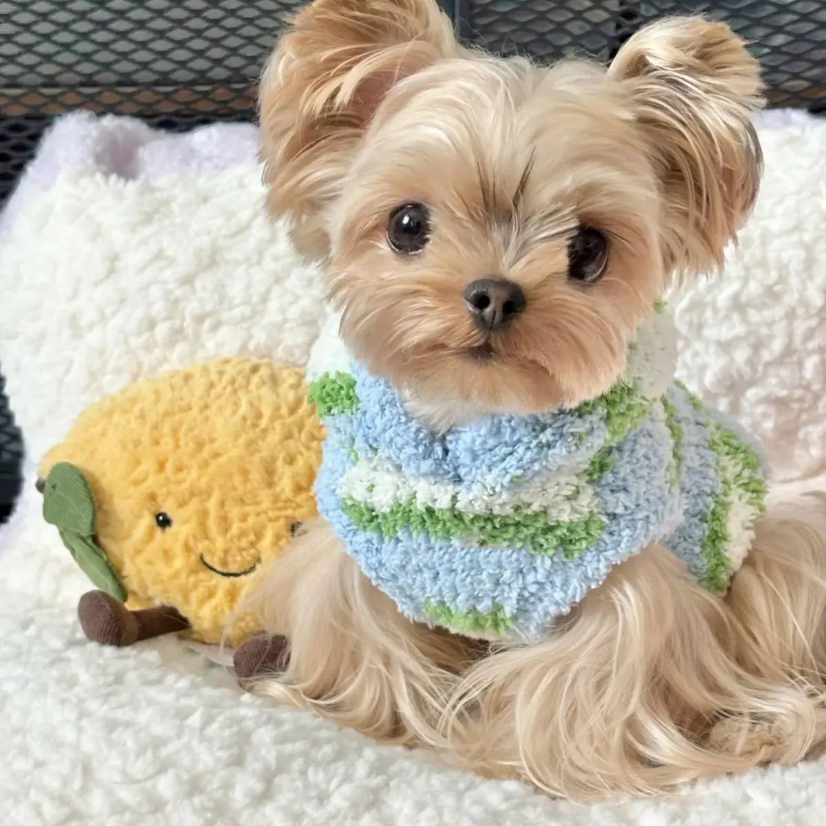 Sudadera con capucha a rayas para mascotas, suéter para gatos, chaleco de invierno, oso de peluche, Yorkshire, ropa para perros pequeños para mascotas, ropa cálida para cachorros - imagen 2