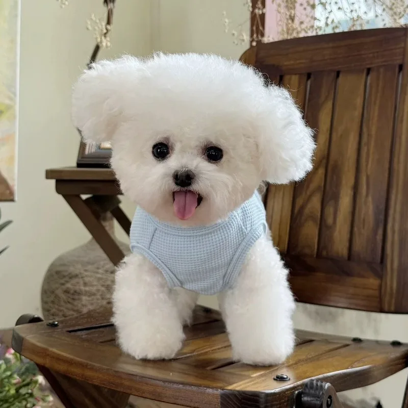 Mascota lindo oso invierno piña terciopelo boca Wombat dos piernas abrigo de terciopelo oso de peluche gato abrigo ropa para mascotas ropa para cachorros chaqueta - imagen 4