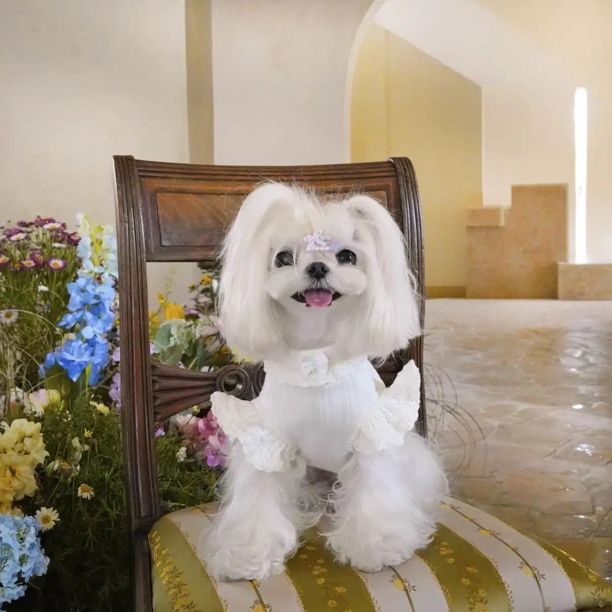 Falda de encaje tejida de princesa para mascotas, camisa inferior con manga voladora para perros, camiseta sin mangas de peluche para gatos, ropa para cachorros de primavera - imagen 4