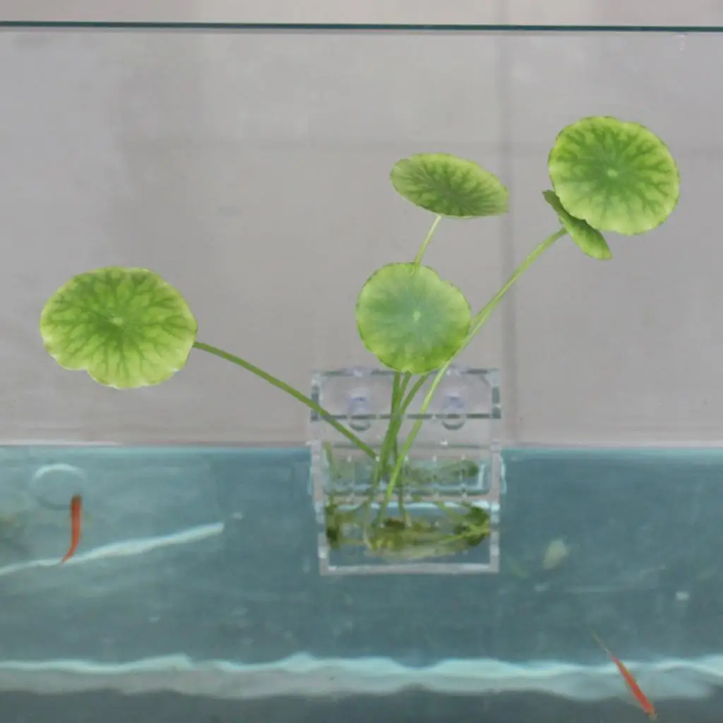 Maceta decorativa moderna para acuario, jarrón para todos los peceras - imagen 3