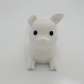 white pig