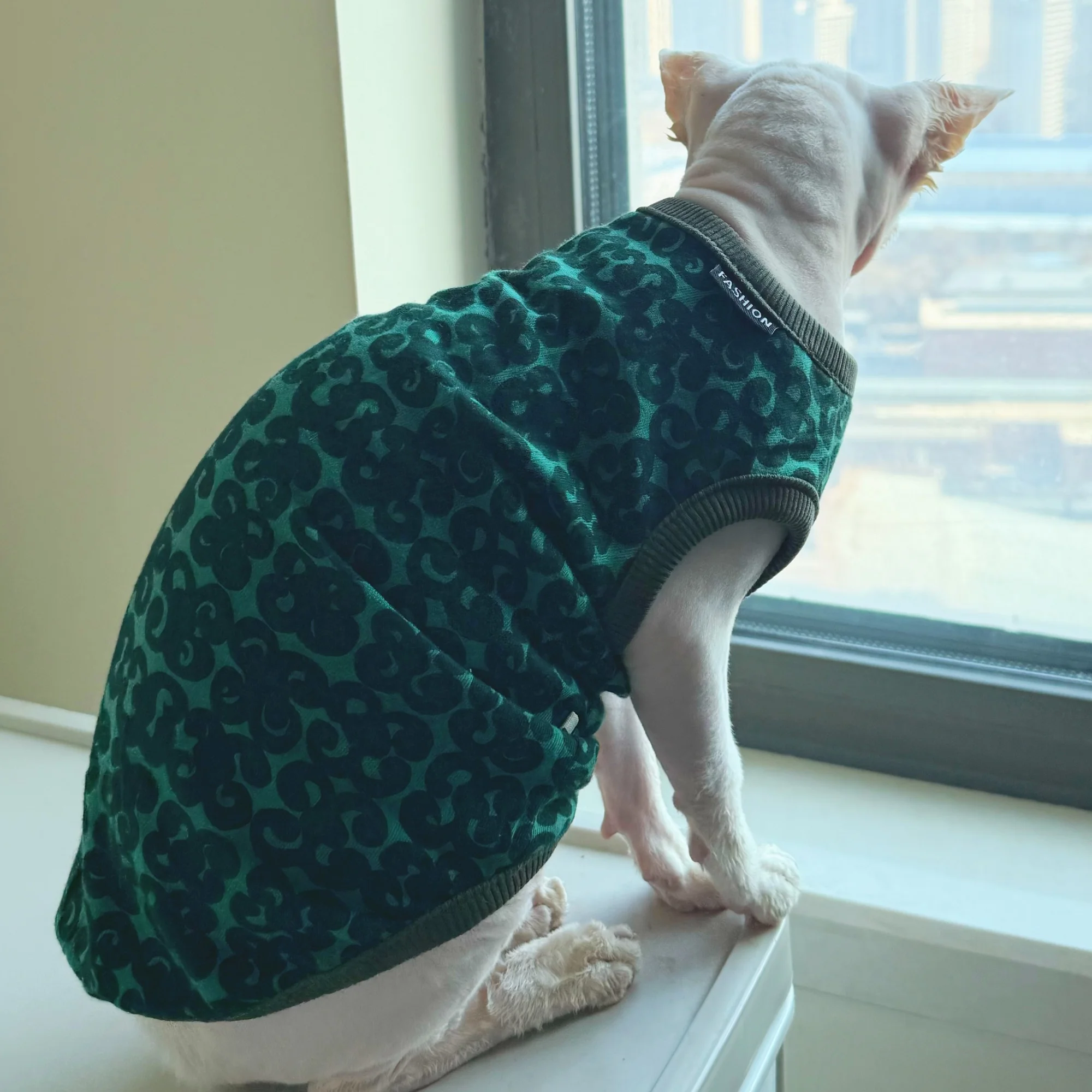 Chaleco verde de algodón para gatos leopardo Devon Rex y Sphynx - imagen 2