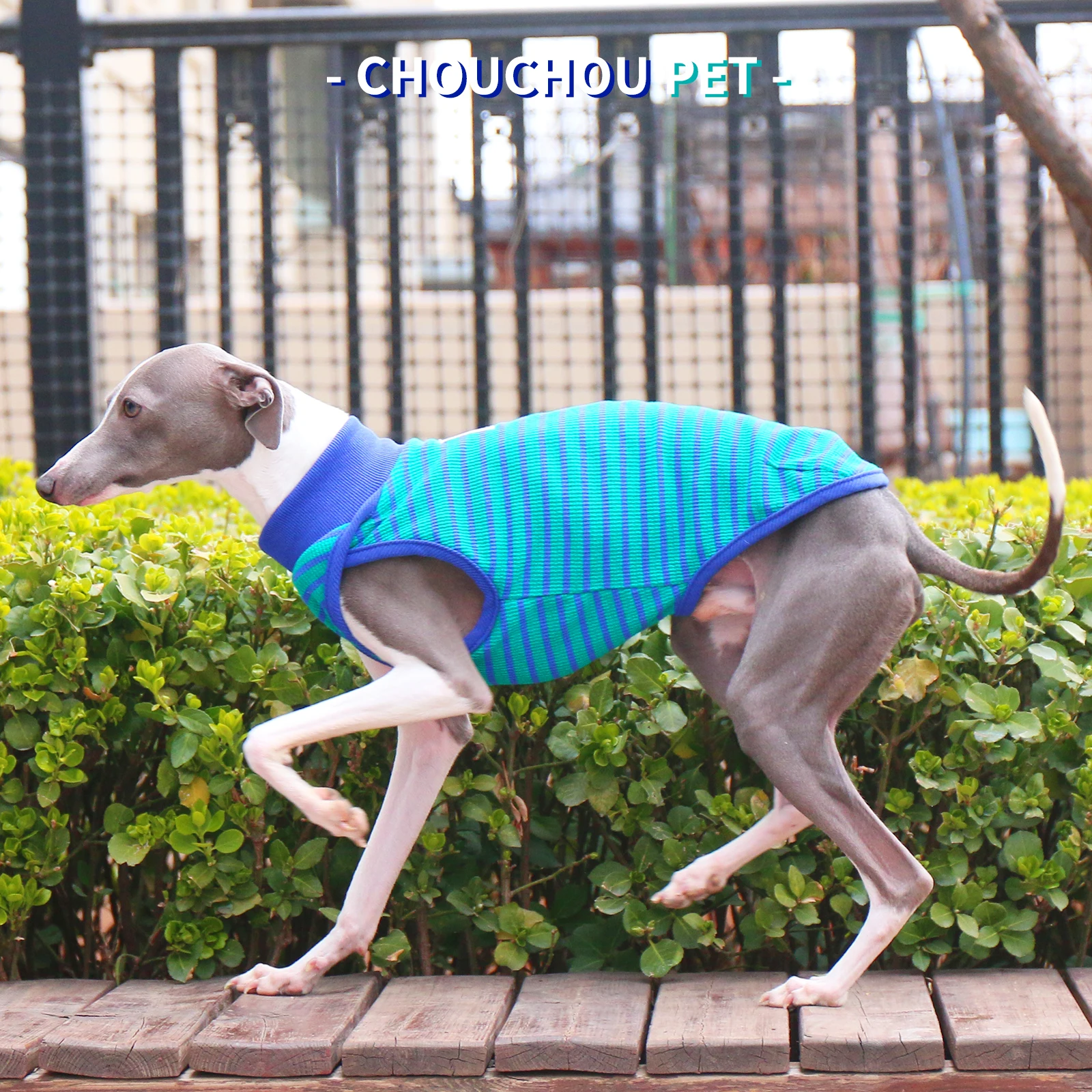 Camiseta deportiva de algodón para perros en primavera, chaleco elástico suave a rayas para levriero italiano, ropa de descanso de verano para Whippet - imagen 4