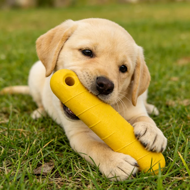 Juguete masticable para perros grandes – Seguro para articulaciones y entrenamiento - imagen 5