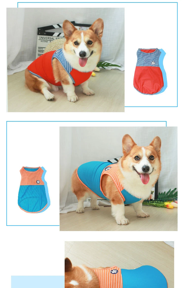 Un Corgi con un chaleco azul y naranja. El chaleco parece estar diseñado para perros, posiblemente para abrigarse o como accesorio de moda.