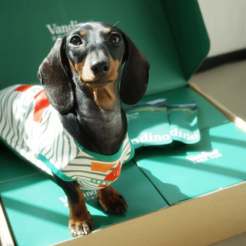 Ropa de moda para perros Dachshund con gorro – primavera/verano - imagen 3