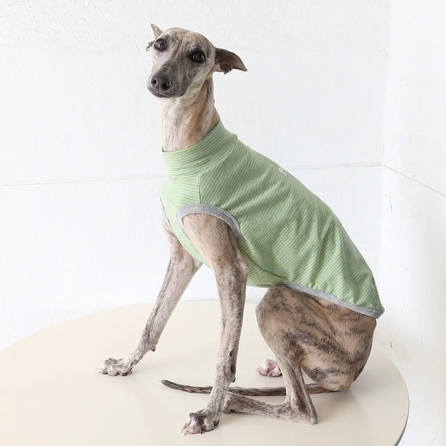 Ropa solar para perros Whippet y Galgo Italiano, transpirable y ligera - imagen 2