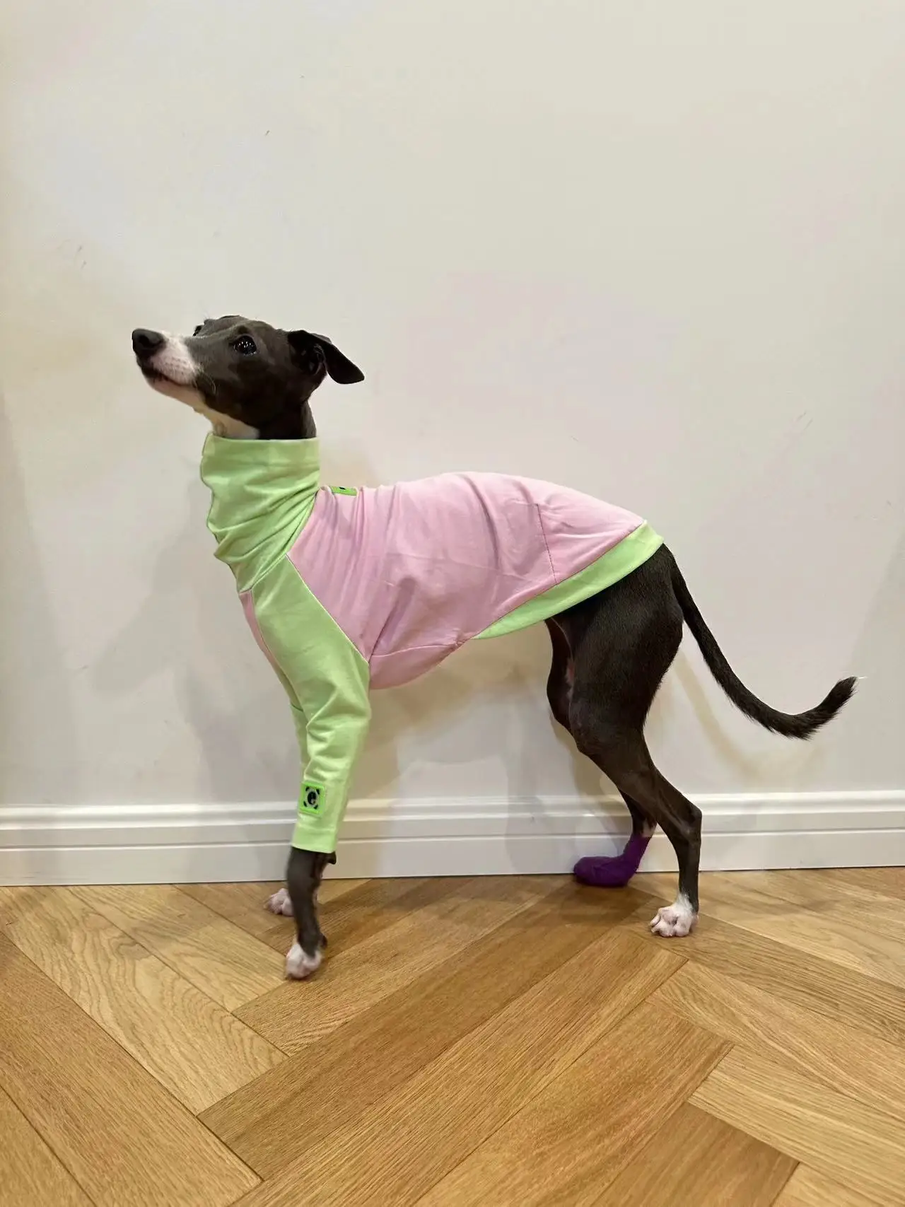 Camiseta italiana de galgo Whippet belington Terrier, ropa de otoño e invierno, algodón, Color a juego, perro - imagen 4