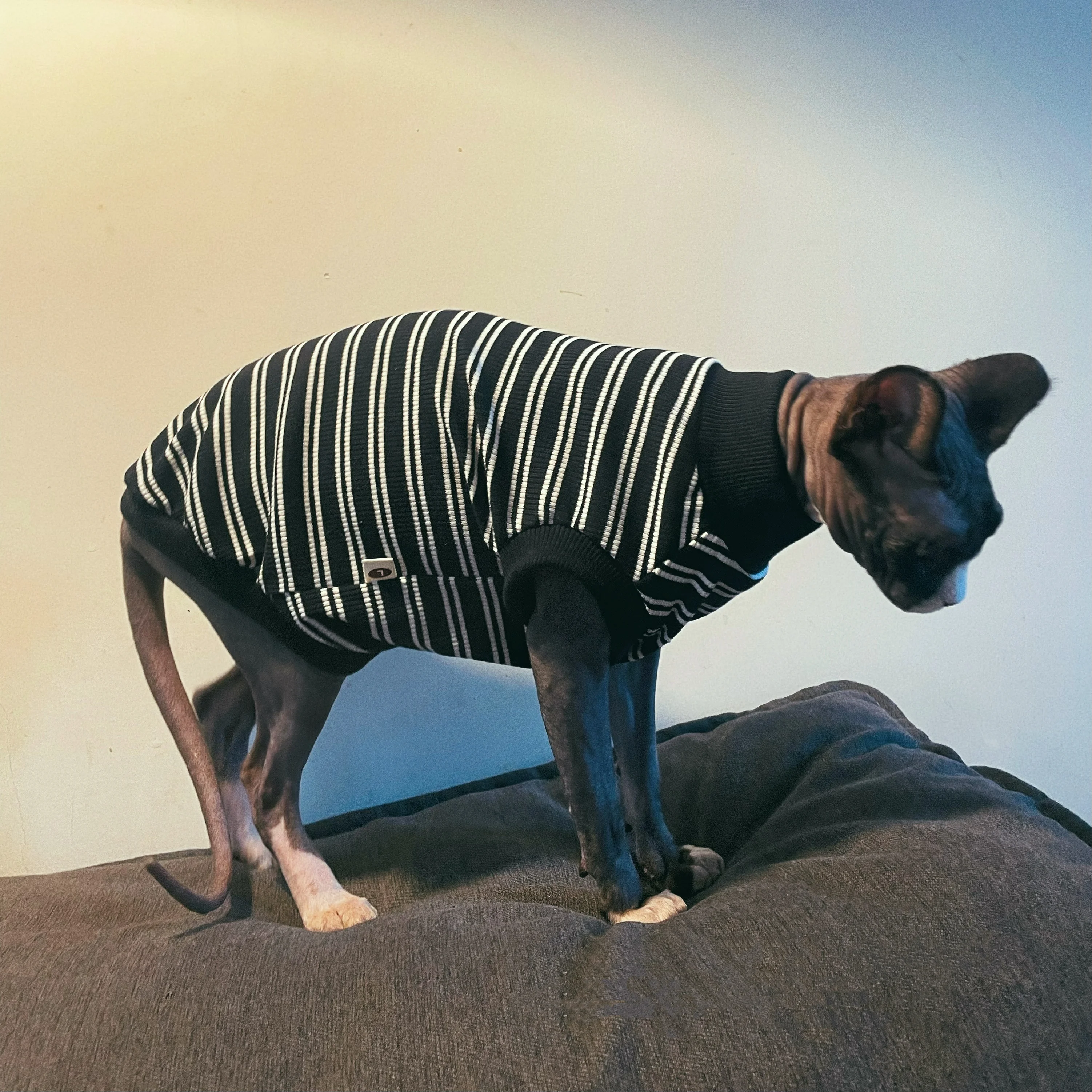 Camiseta Polo de manga corta para gato Sphynx en primavera, abrigo a rayas negras con cuello alto para hombre, pijamas de otoño para Devon Rex - imagen 2