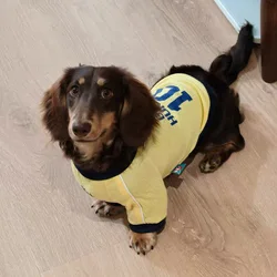 Sudadera deportiva cuello alto para perros salchicha, entretiempo